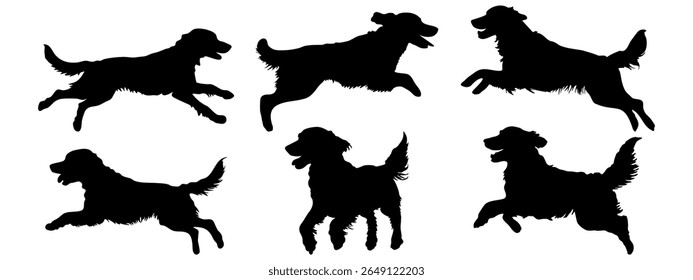 Golden retriever in different poses. Jumping, running, playing. Dog breed silhouette.