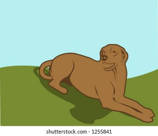 golden retriever dog