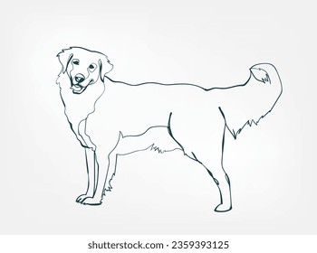 Golden Retriever dog breed animal vector line art one line sketch outline