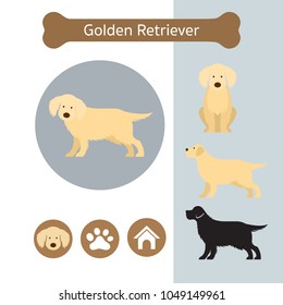 Golden Retriever Dog Breed Infographic, Illustration, Front and Side View, Icon