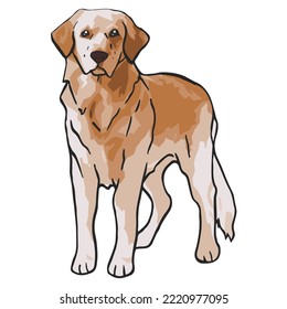 Golden Retriever Dog Colored Drawing