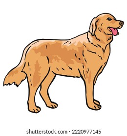 Golden Retriever Dog Colored Drawing
