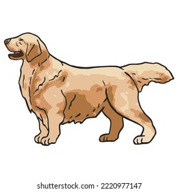 Golden Retriever Dog Colored Drawing