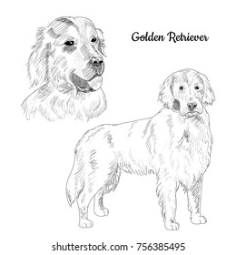 Golden Retriever Dog Hand Drawn Sketch. Retriever Dog Portrait.