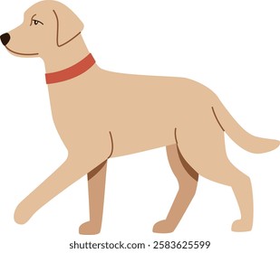 Golden retriever dog isolated on white background. Illustration with cute pet standing 