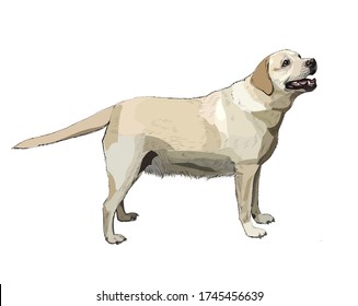 golden retriever dog, labrador realistic illustration vector