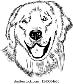 golden retriever dog outline vector