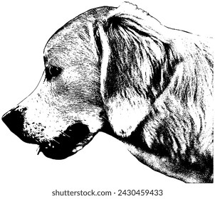 Golden retriever dog portrait, profile, sketch in black, isolated 