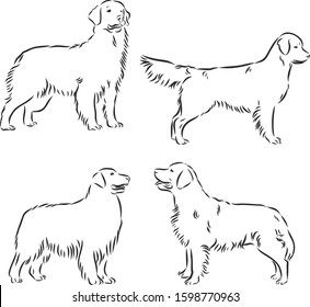 Golden retriever dog set  vector sketch illustration 