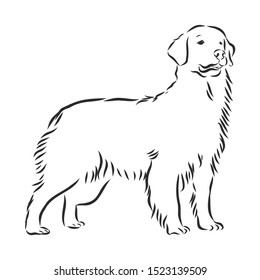 golden retriever dog sketch, contour vector illustration 