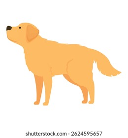 Golden retriever dog standing and looking up, isolated on white background