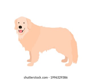 Perro de recuperación de oro. Ilustración del vector aislada en blanco