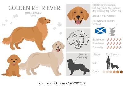 Golden Retrieve Hunde in verschiedenen Posen und Farben. Erwachsene Golfschläger und Welpenset.  Vektorgrafik