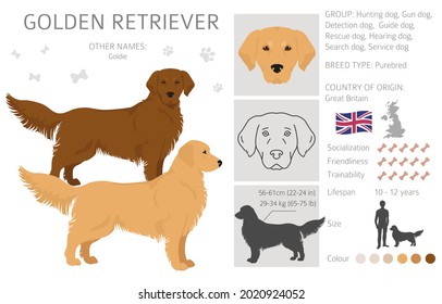 Golden Retriever Dogs In Different Poses And Coat Colors Clipart. Vector Illustration