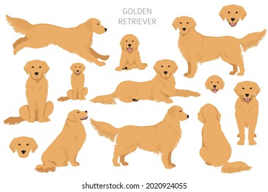 Golden retriever dogs in different poses and coat colors clipart. Vector illustration