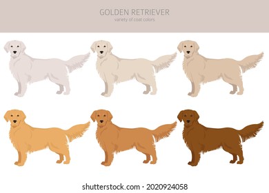 Golden retriever dogs in different poses and coat colors clipart. Vector illustration