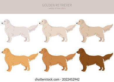 Golden retriever dogs in different poses and coat colors clipart. Vector illustration