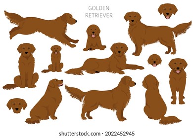 Golden Retrieve Hunde in verschiedenen Posen und Coat Farben Clipping Art. Vektorgrafik