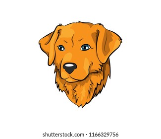 Golden Retriever or English Cream Retriever Dog Pet Illustration icon