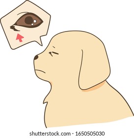 golden retriever - eye mucus