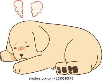 golden retriever - get fever