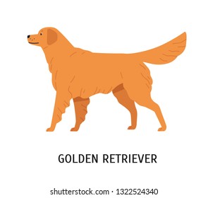 Golden Retriever. Gorgeous hunting dog or gundog isolated on white background. Cute lovely purebred domestic animal or pet. Breed standard. Colorful vector illustration in flat cartoon style.