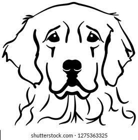 Golden Retriever head with Golden name