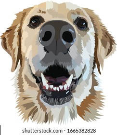 Captura de cabeza de la ilustración de Golden Retriever