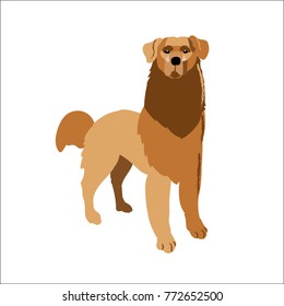 Golden retriever isolated on white background, vector illustration dog.