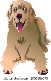 Golden retriever laying isolated on white vector illustration witn opened mouth and sticking out tongue