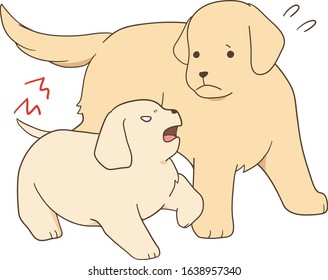 golden retriever - parent and angry puppy