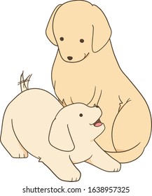 golden retriever - parent and puppy