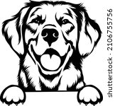 Golden Retriever Peeking Dog Vector