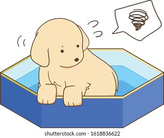 golden retriever - with pool (but dog hates it)