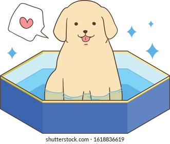 golden retriever - with pool (dog likes it)