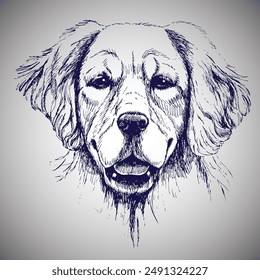 Golden retriever portrait. Hand-drawn vector illustration for your animal design.