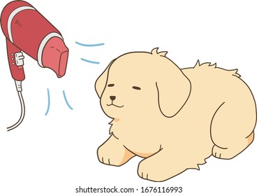 golden retriever puppy with blow dryer