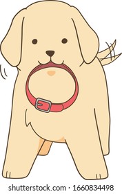 golden retriever - puppy with collar
