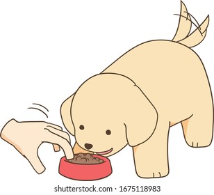 golden retriever puppy eats dog food with the owner