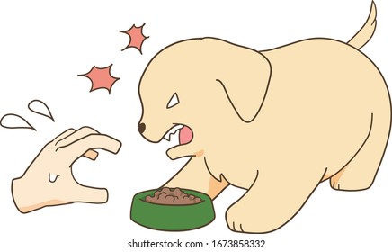 golden retriever puppy get angry with the owner who approaches the dog food