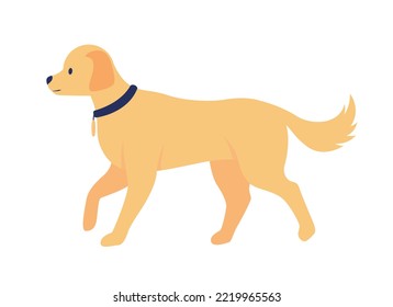 Golden retriever semi flat color vector character. Editable figure. Full sized animal on white. Purebreed domestic animal simple cartoon style illustration for web graphic design and animation