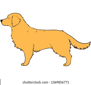 Golden Retriever side view hand drawn illustration