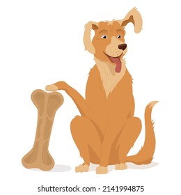 A golden retriever sits with a raised paw and ear. A pet, big bone, toy, chewing bone.  Vector illustration, cartoon, complex flat, isolated on white background