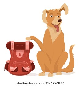 A golden retriever sits with a raised paw and ear. A pet with a tourist backpack, a fun travel. Vector illustration, cartoon, complex flat, isolated on white background