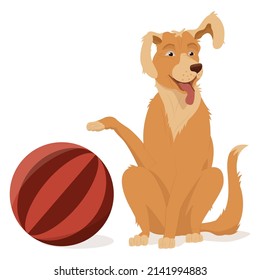 A golden retriever sits with a raised paw and ear. A pet, a large round striped ball for playing.  Vector illustration, cartoon, complex flat, isolated on white background