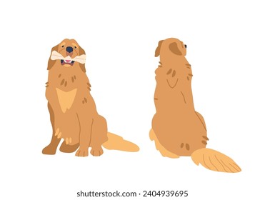 Golden Retriever Sitting Pose mit Knochen Front und hinten Ansicht. Majestic Hunde setzen stolz darauf, ihre sanften Augen strahlen Wärme