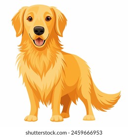 Golden retriever standing with a happy smile on white background