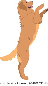 Golden retriever standing on paws