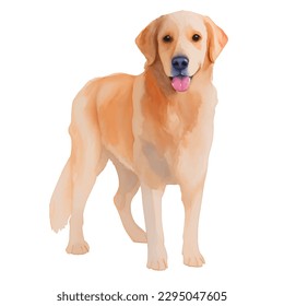 golden retriever with style hand drawn watercolor digital painting illustration