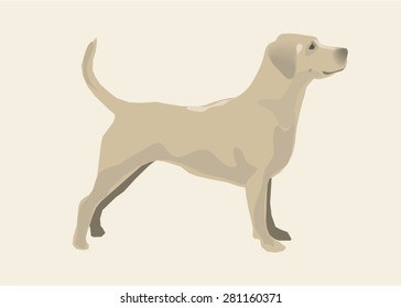 Golden retriever. Vector